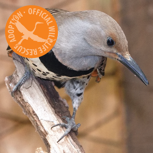 Symbolic Adoption - Northern Flicker