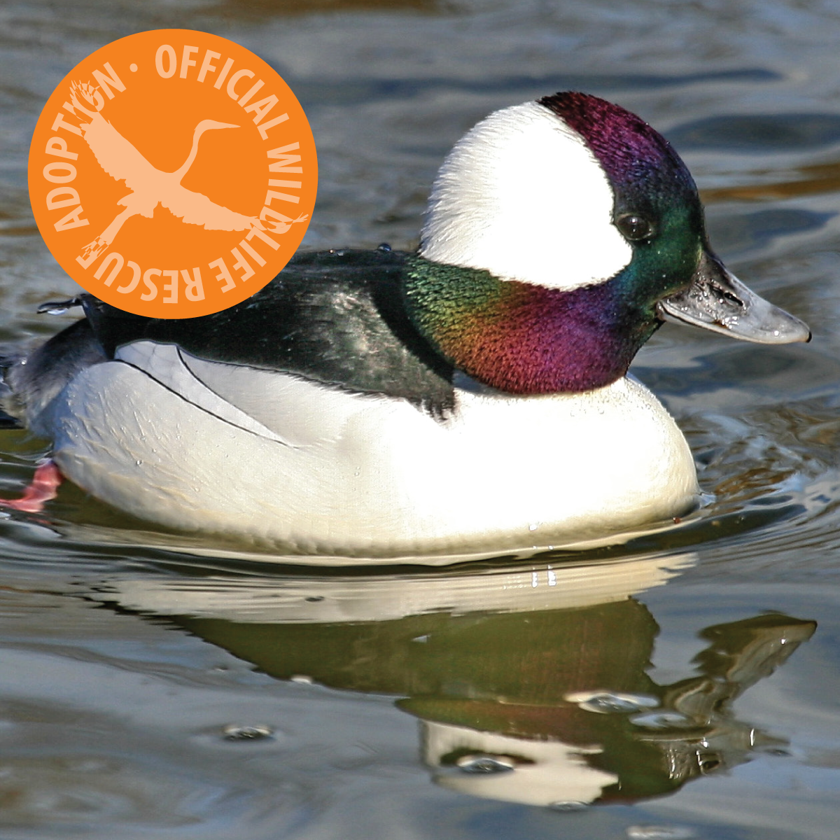 Symbolic Adoption - Bufflehead