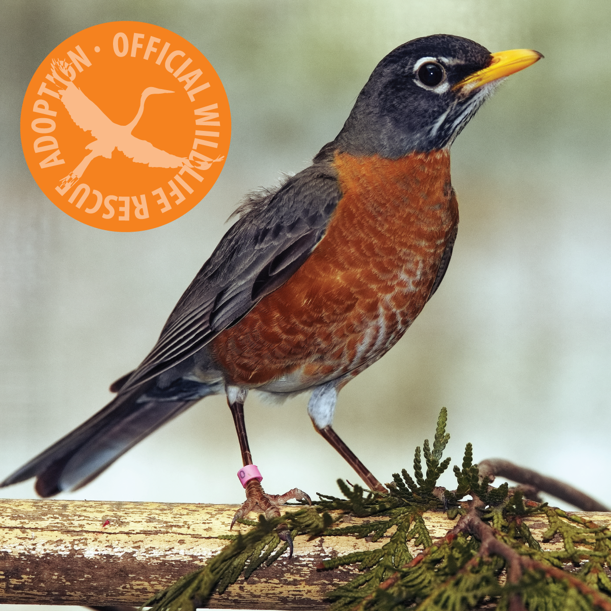 Symbolic Adoption - American Robin