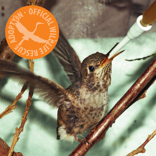 Symbolic Adoption - Anna's Hummingbird