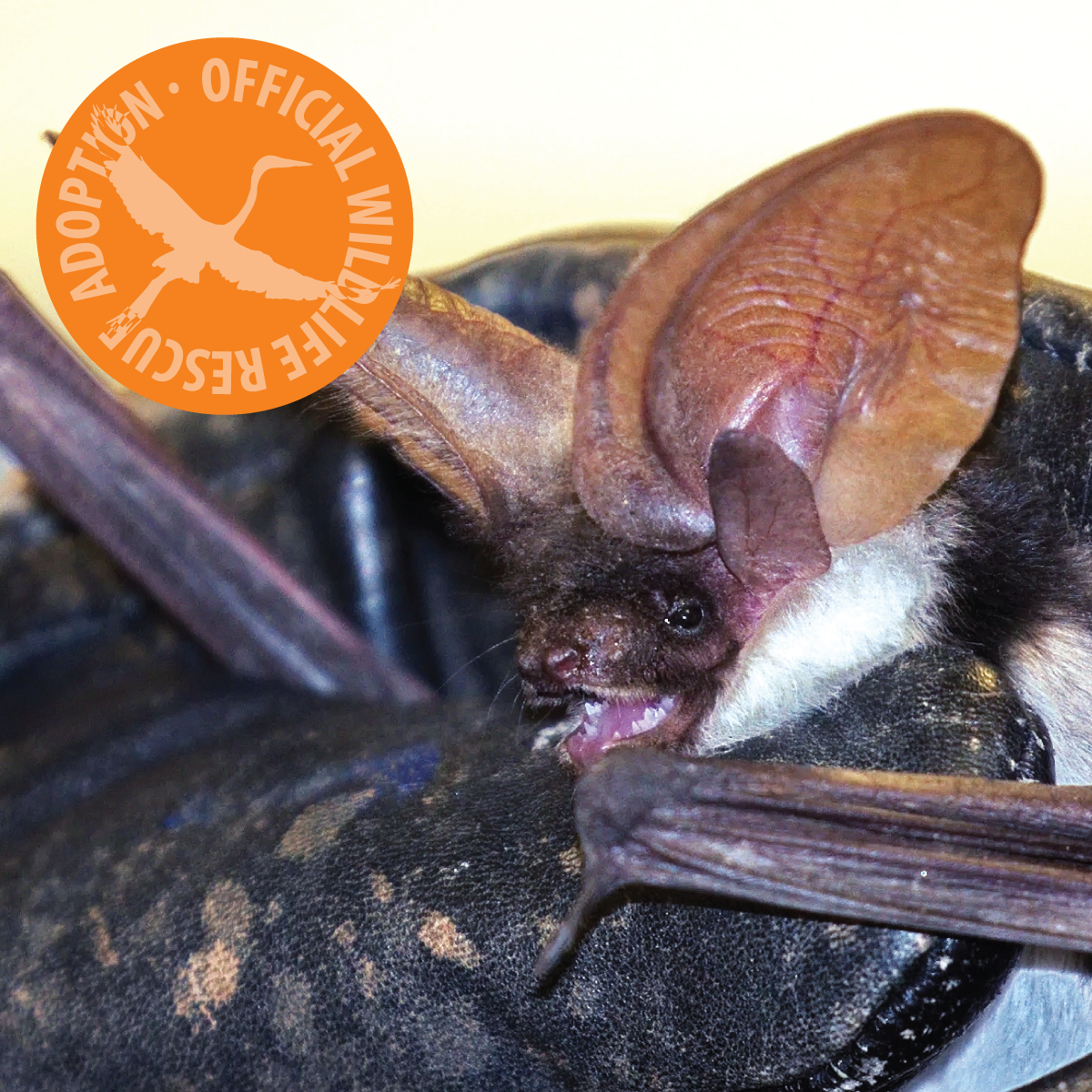 Symbolic Adoption - Bat