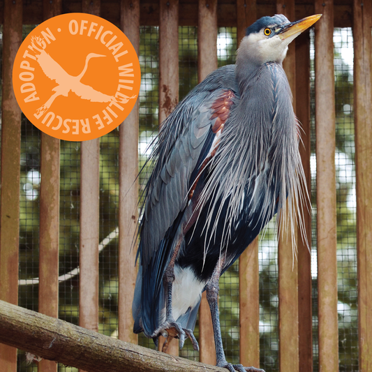 Symbolic Adoption - Great Blue Heron