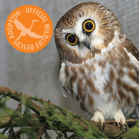 Symbolic Adoption - Northern Saw-whet Owl