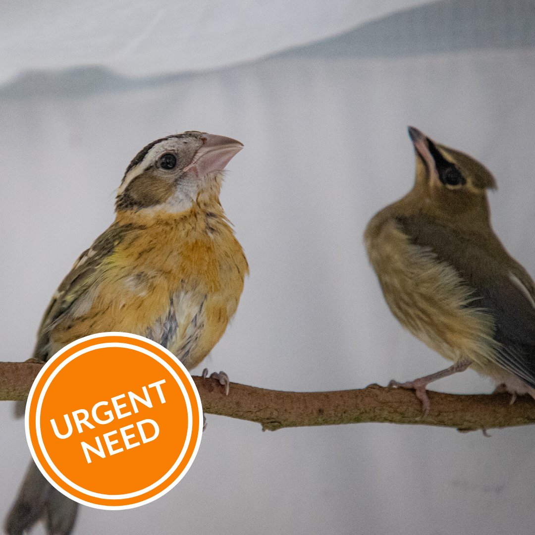 Orphaned Baby Bird Care Bundle