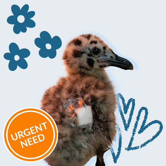 Emergency Baby Bird Care