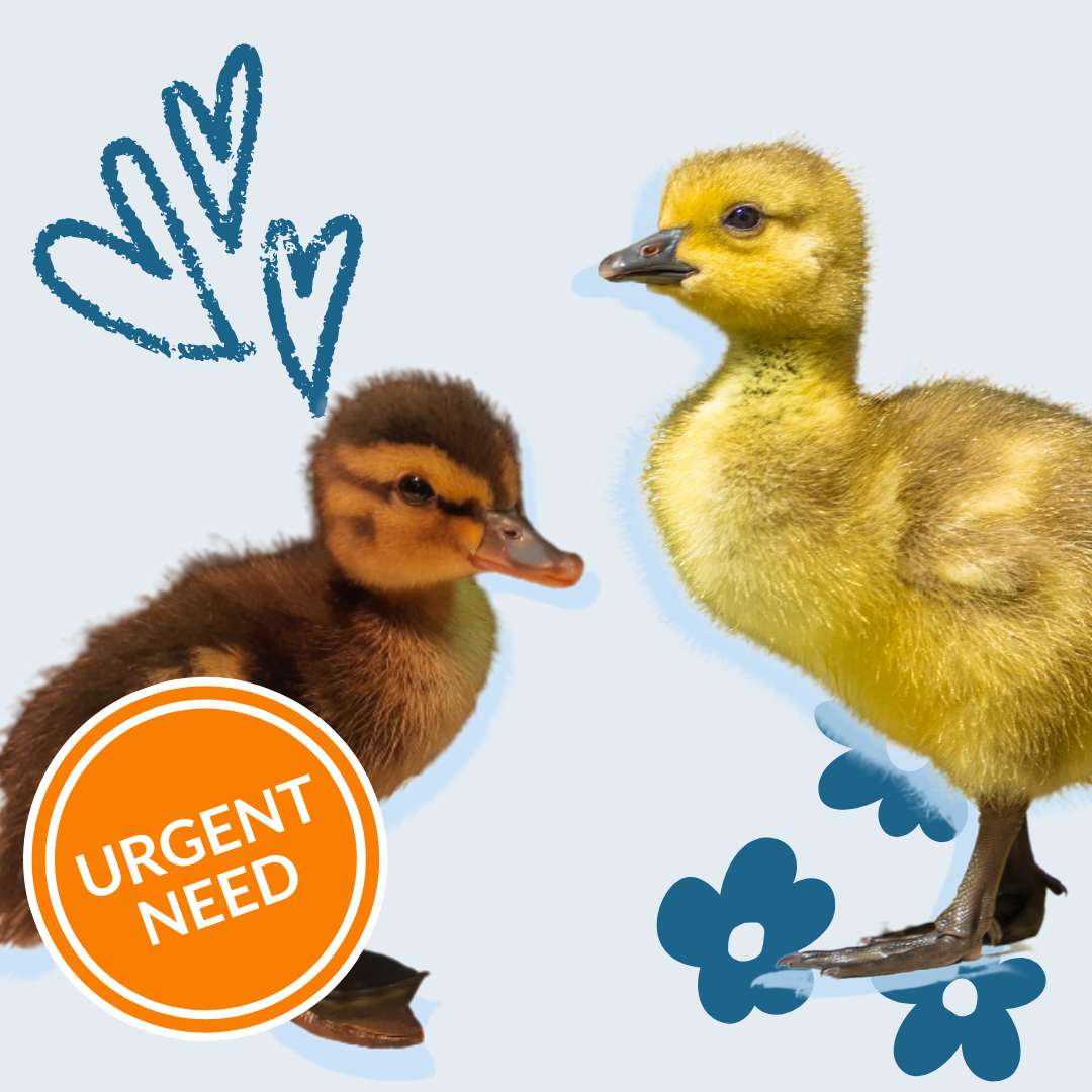 Baby Animal Care Bundle