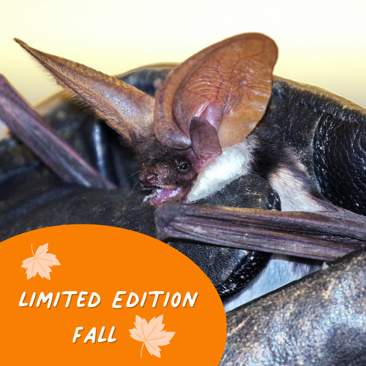Limited Edition Fall Symbolic Adoption - Bat