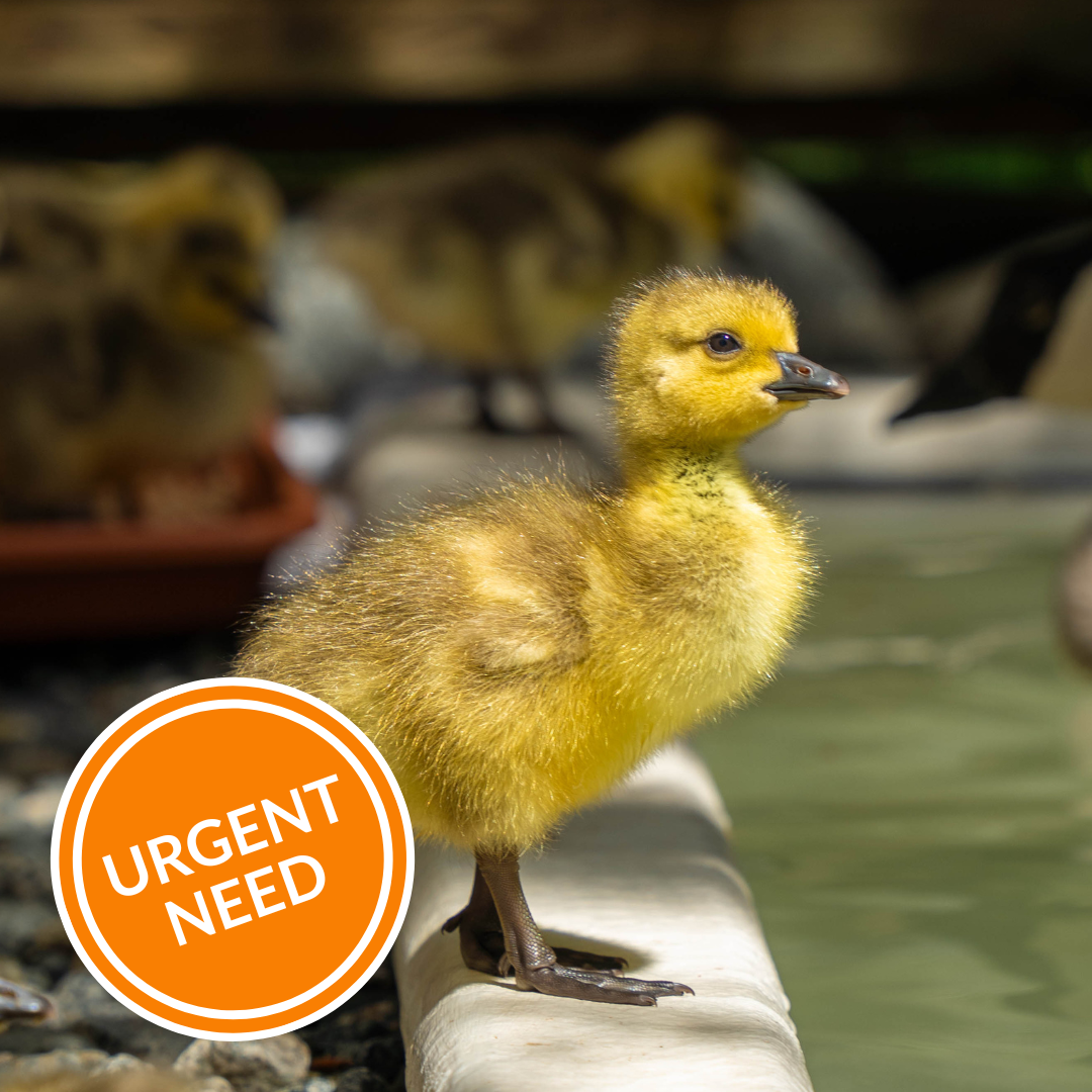 Species-Specific Recovery Shelter