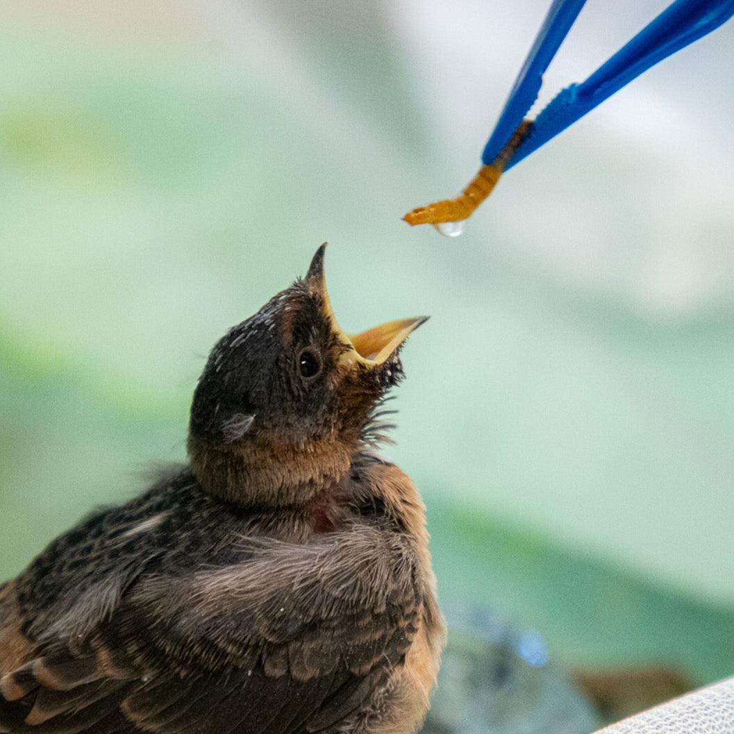 Heartbreak Relief: Feed Wildlife, Heal Your Heart!