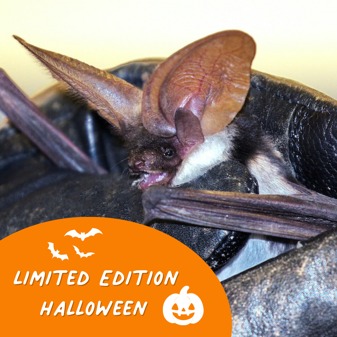 Limited Edition Halloween Symbolic Adoption - Bat