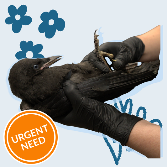 Wildlife Health Check