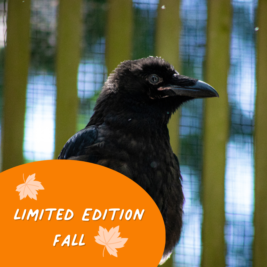 Limited Edition Fall Symbolic Adoption - Common Raven