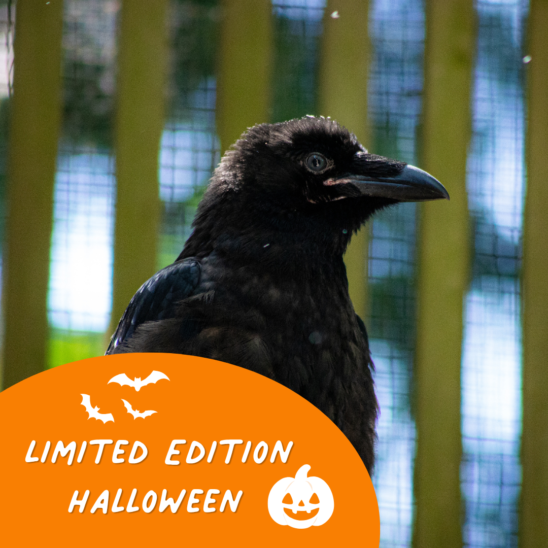 Limited Edition Halloween Symbolic Adoption - Common Raven