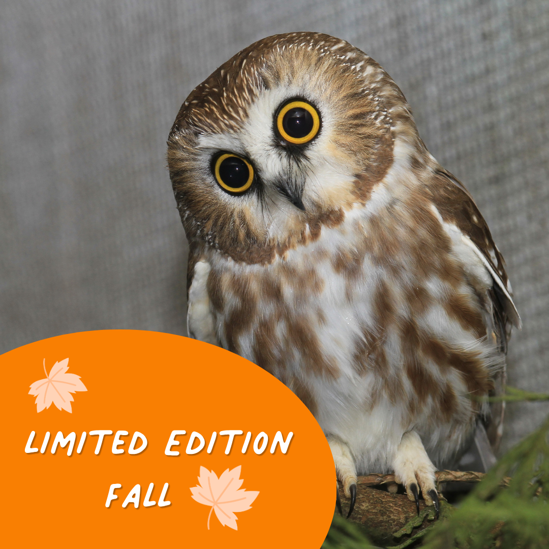 Limited Edition Fall Symbolic Adoption - Northern Saw-whet Owl