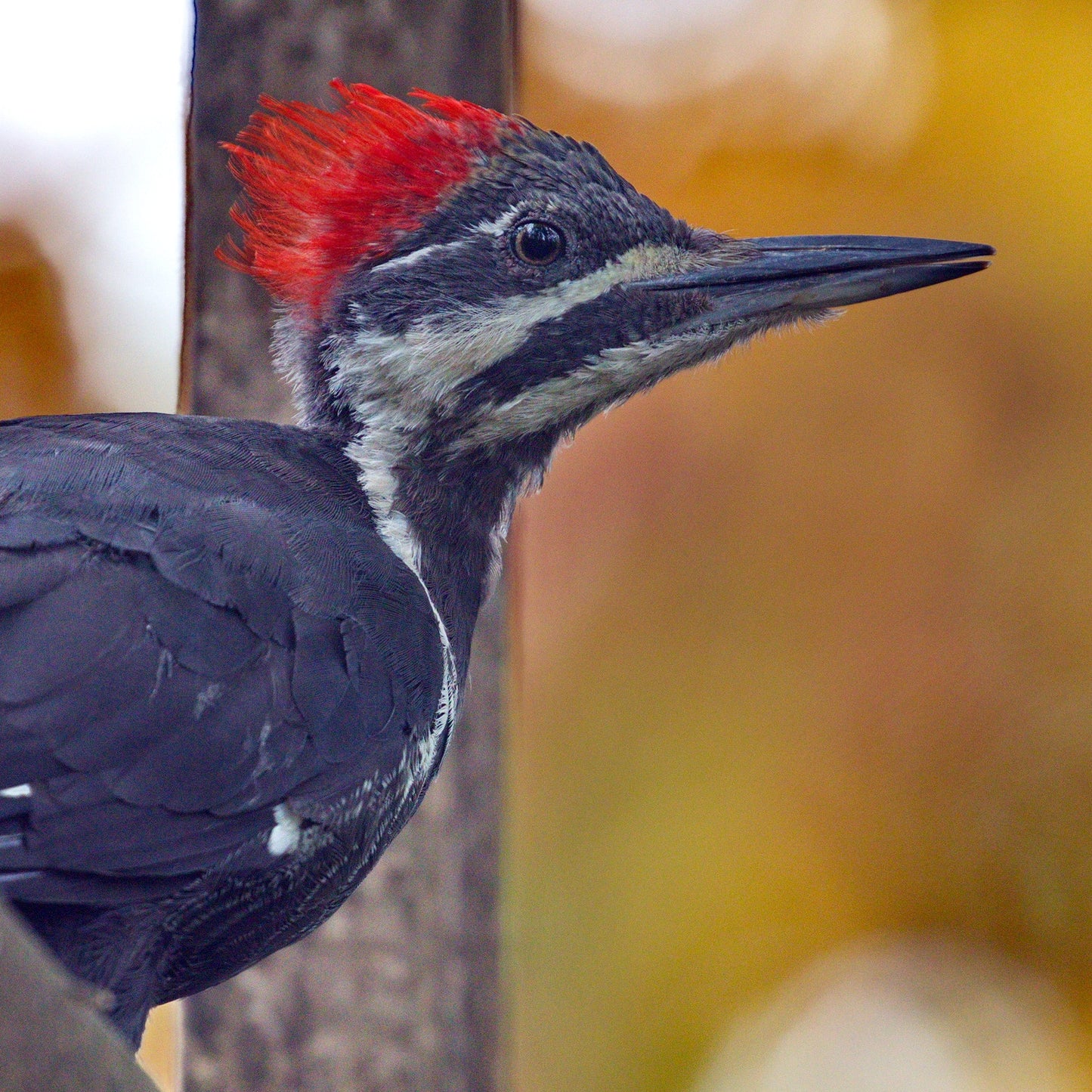 Symbolic Adoption - Pileated Woodpecker