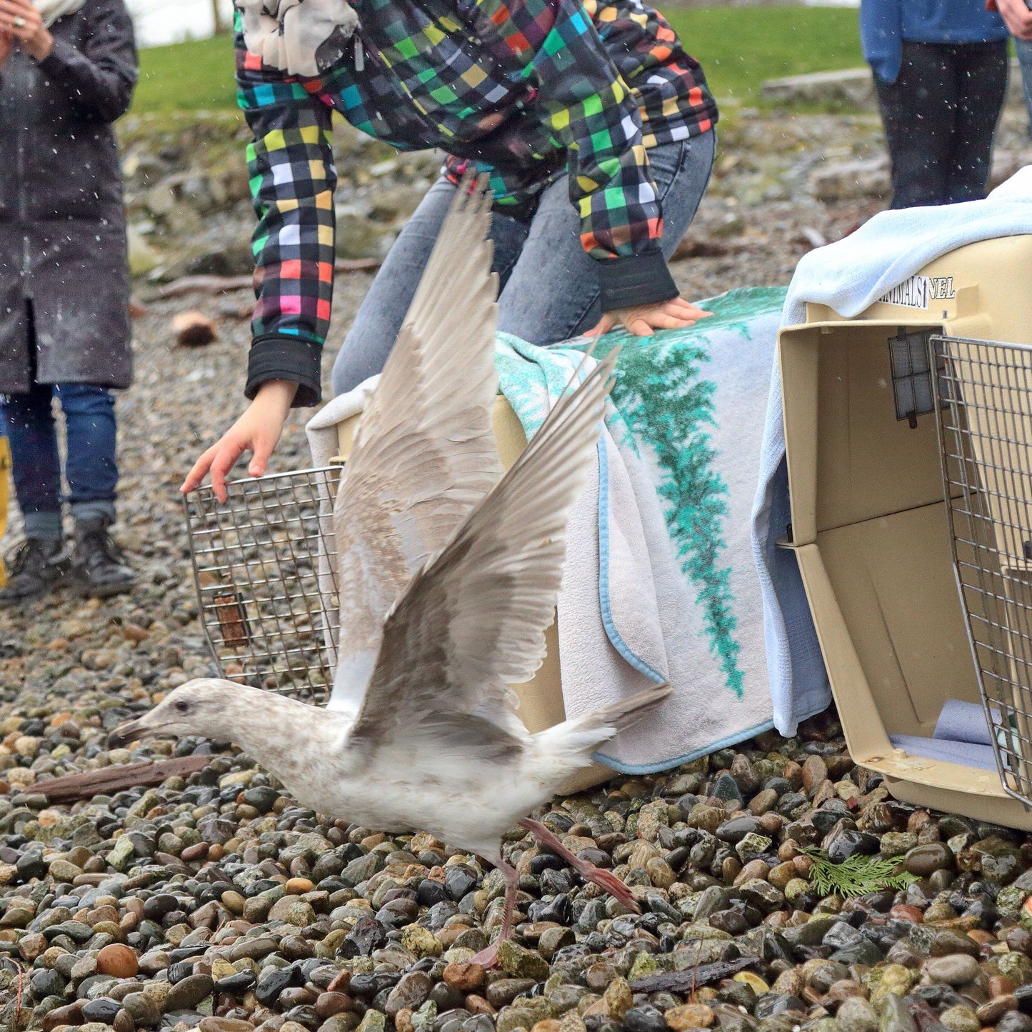 Sponsor the Release of a Wild Patient