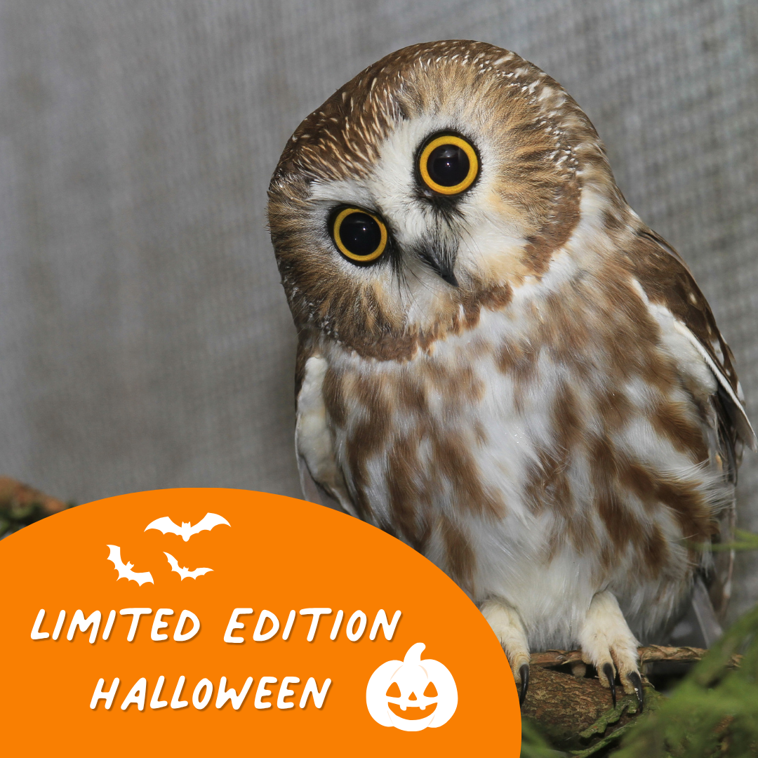 Limited Edition Halloween Symbolic Adoption - Northern Saw-whet Owl