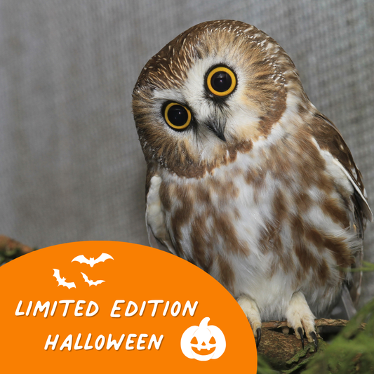 Limited Edition Halloween Symbolic Adoption - Northern Saw-whet Owl