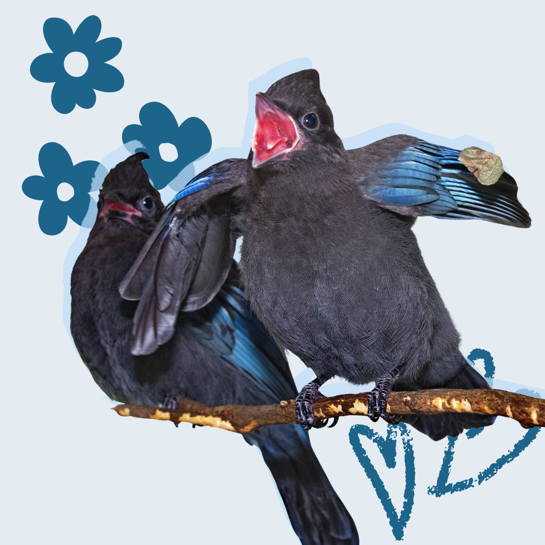 Corvid Care Toys