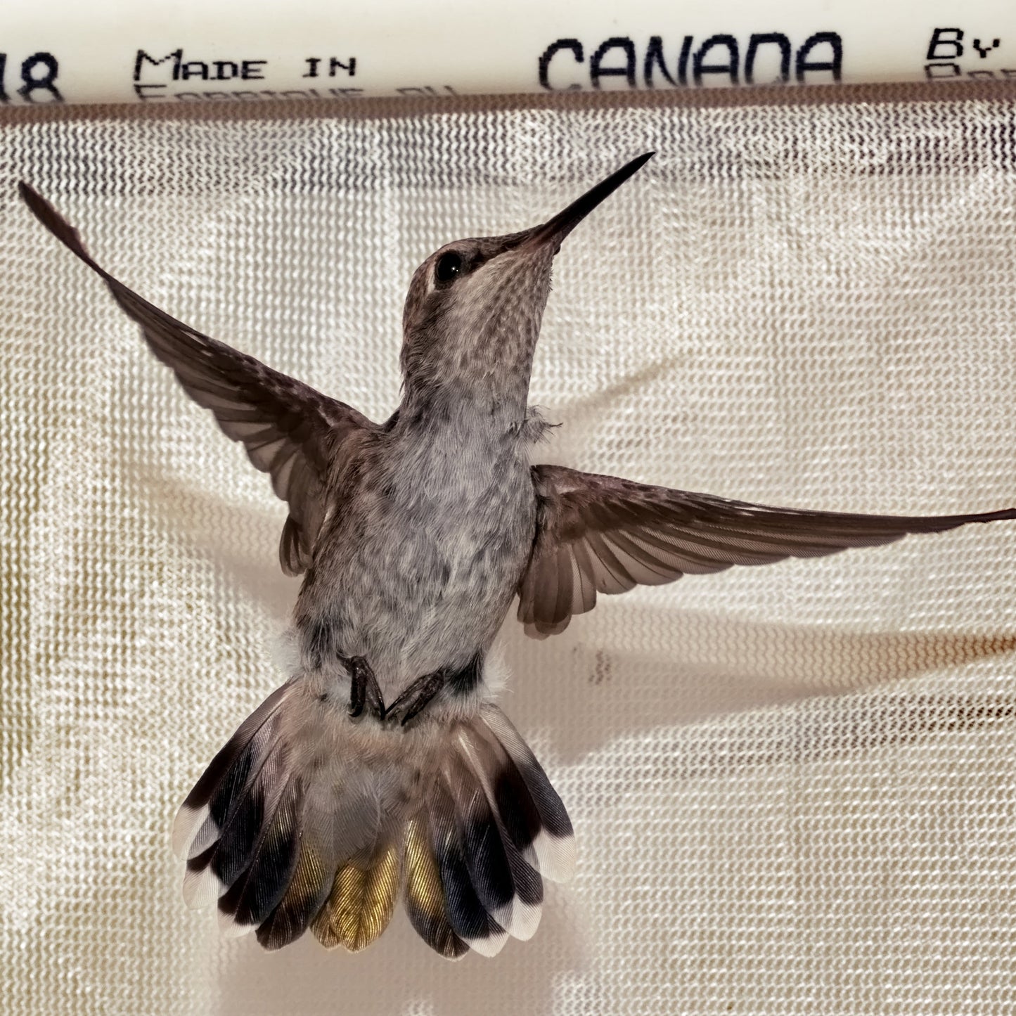 Flight & Feeding Prep for Young Bird