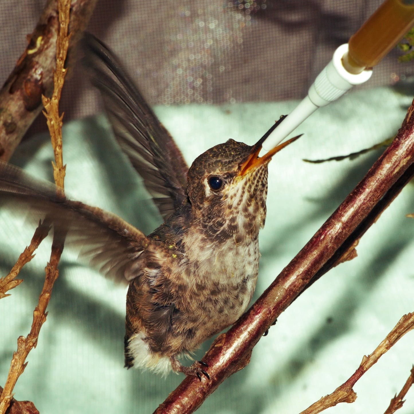 Orphaned Baby Bird Care Bundle