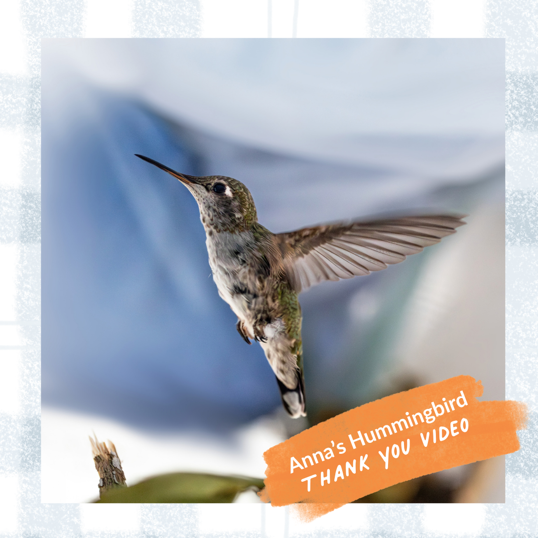 Thank You Video eCard - Anna's Hummingbird