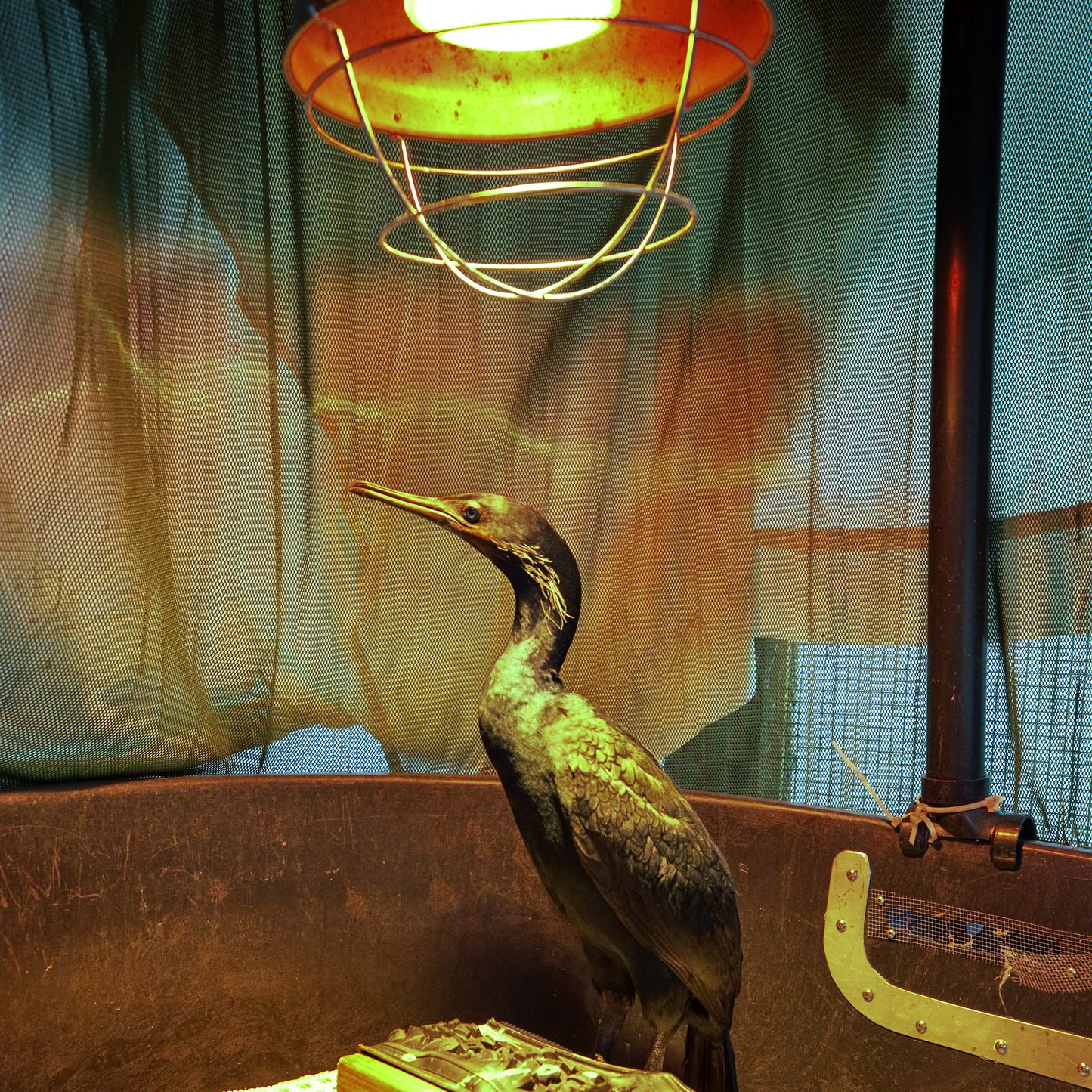 Help a Seabird Stay Warm and Dry