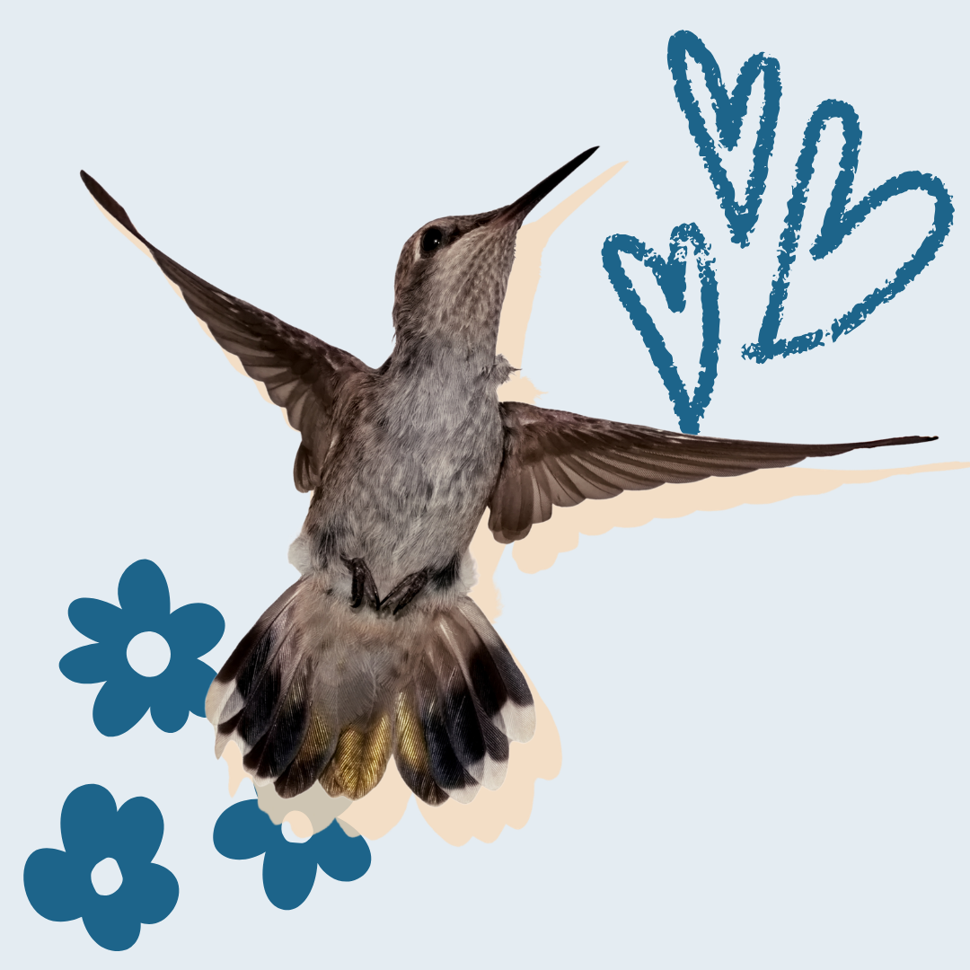 Fledgling Flight Conditioning