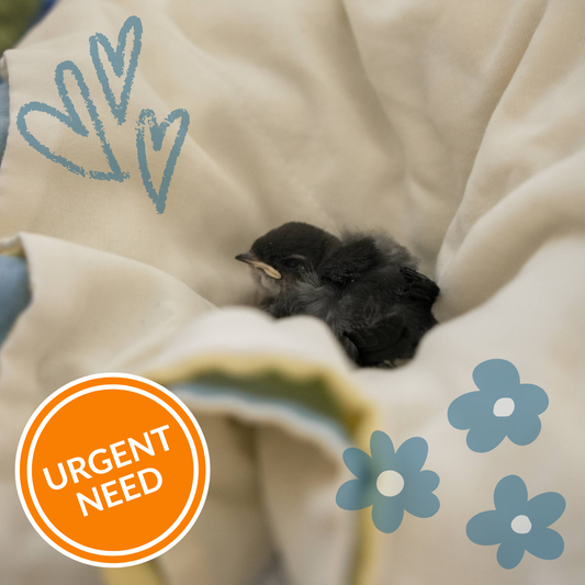 Cozy Baby Nest