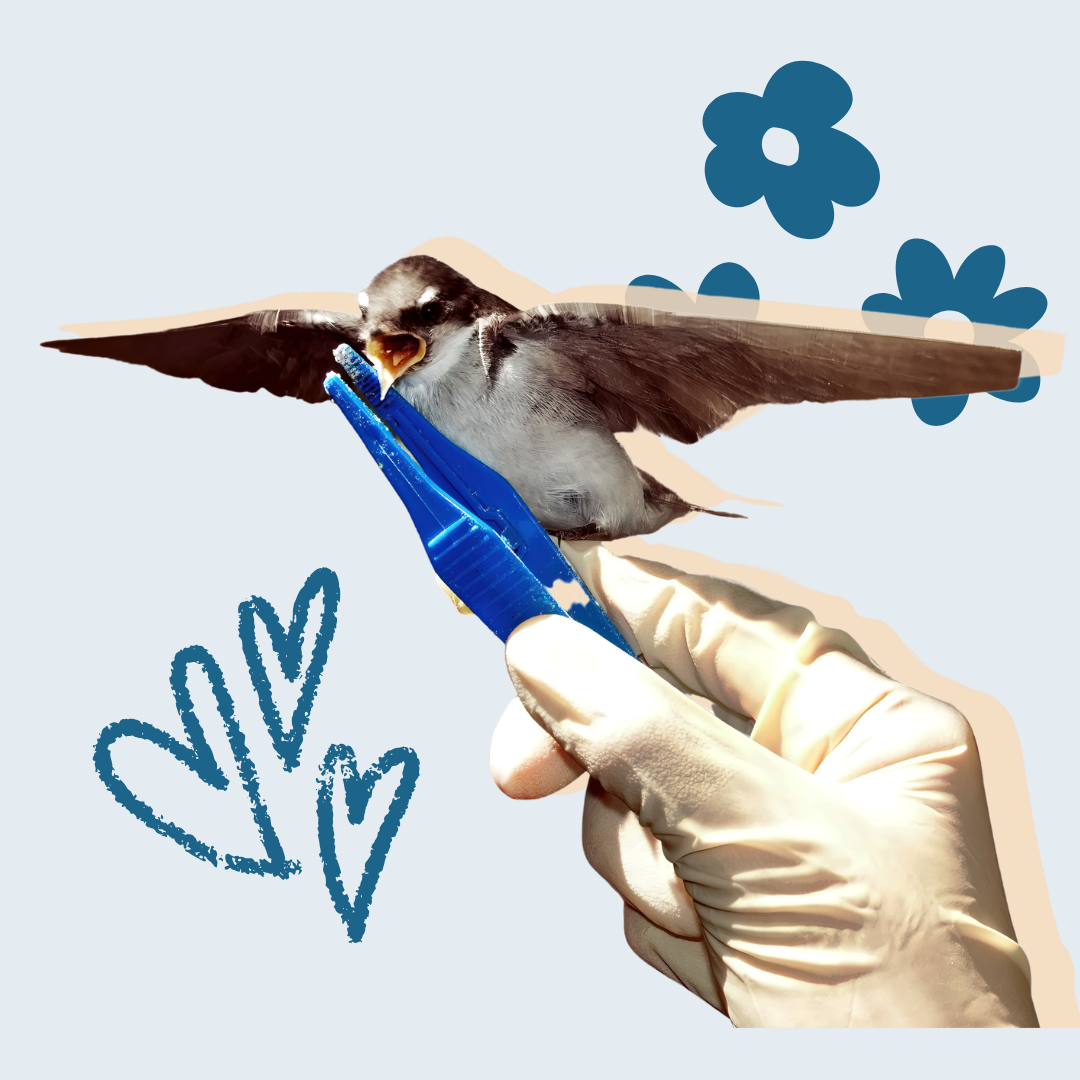 Wildlife Feeding Essentials