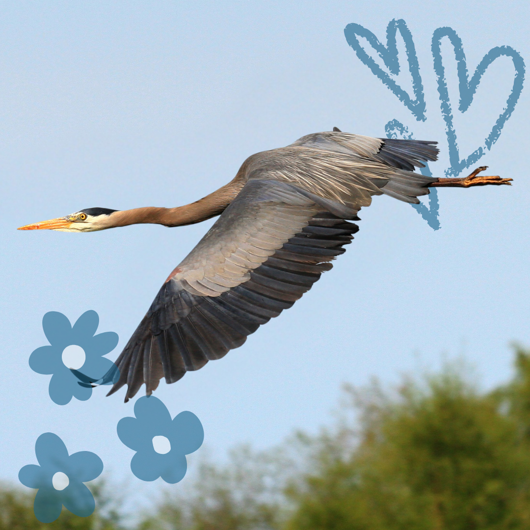 Sponsor the Release of a Wild Patient