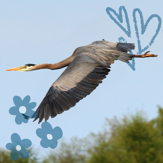 Sponsor the Release of a Wild Patient