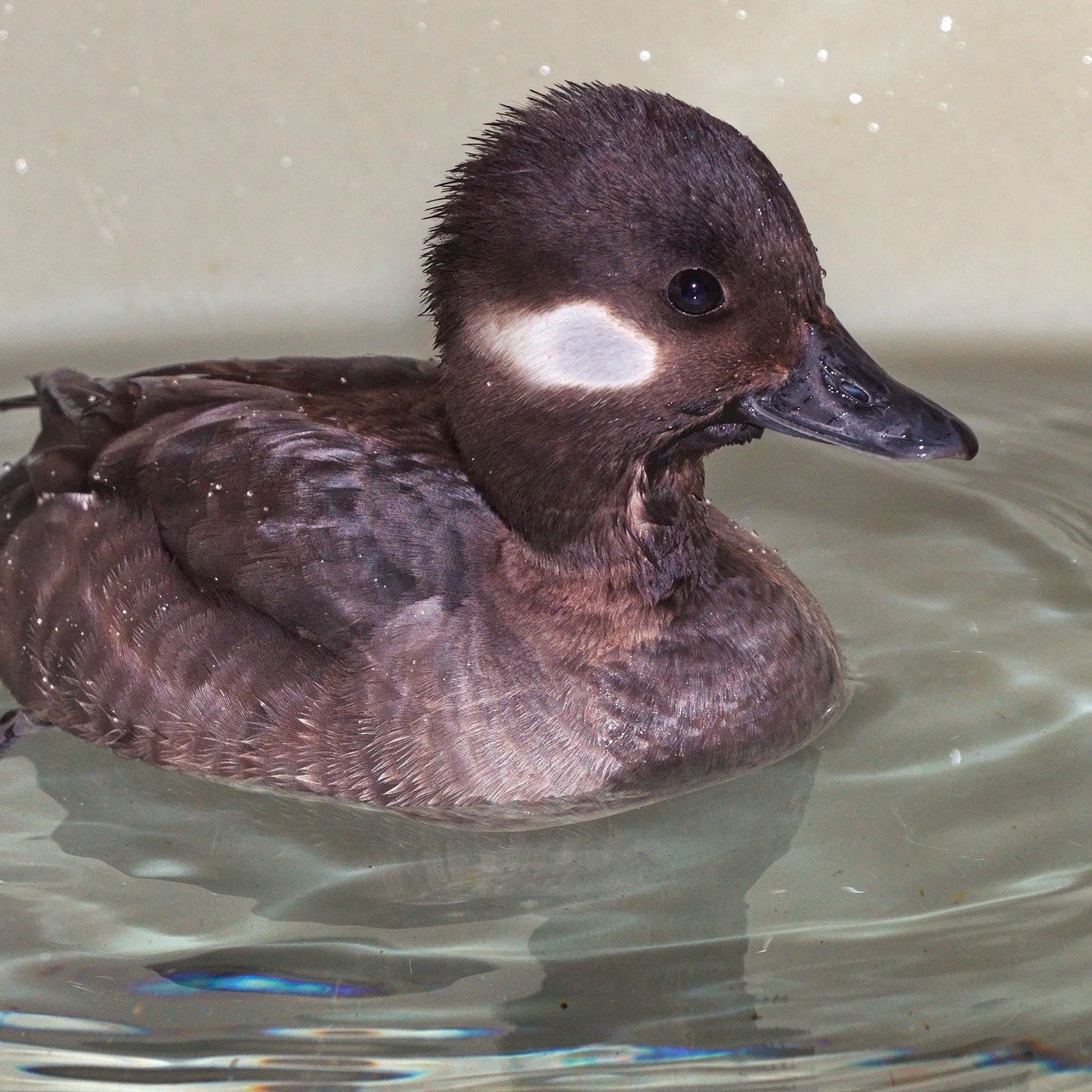 Symbolic Adoption - Bufflehead