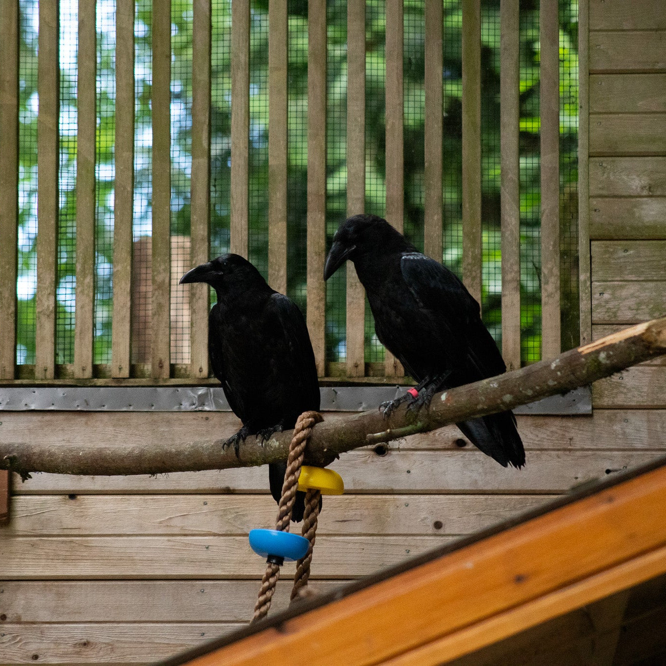 Rehabilitation Enrichment Tool