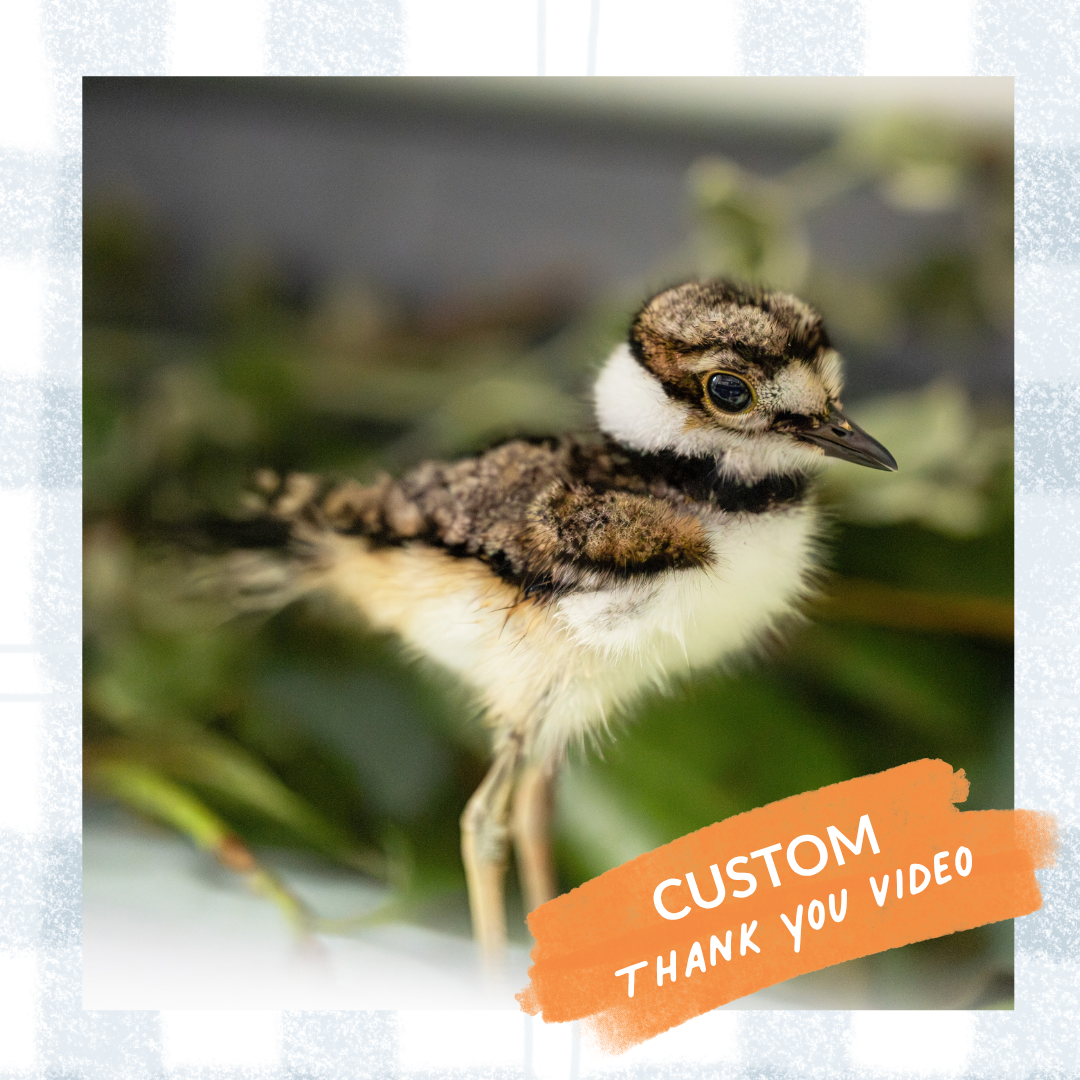 Thank You Video eCard - Customizable