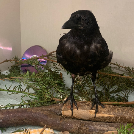 Rehabilitation Enrichment Tool