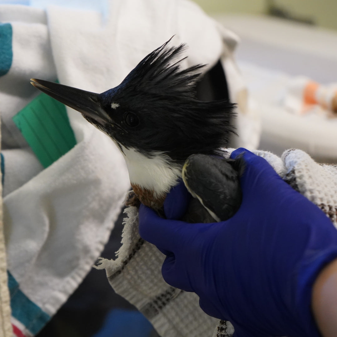 Wildlife Health Check