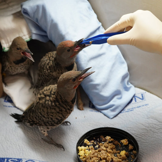 Wildlife Feeding Essentials