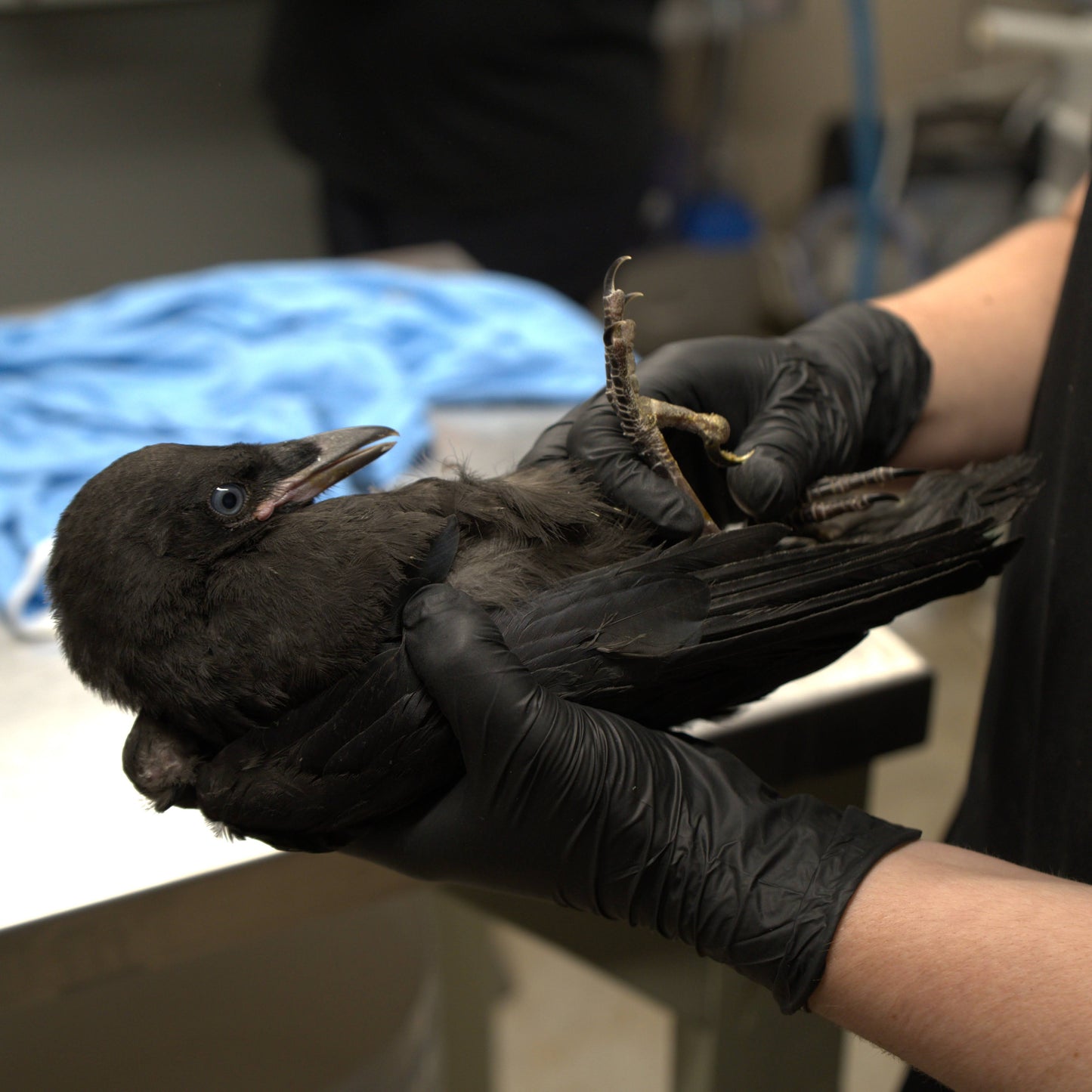 Wildlife Health Check