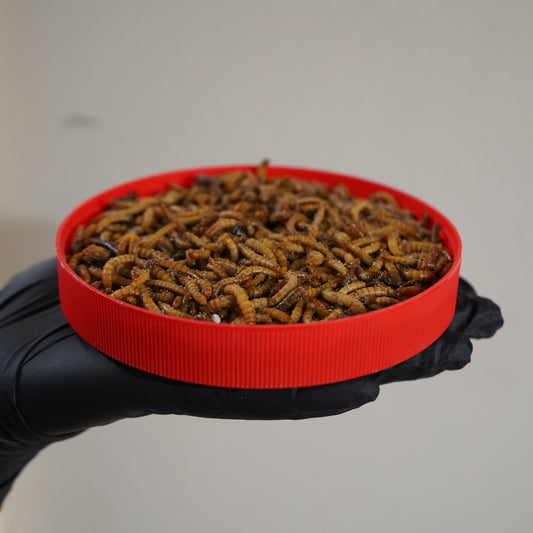 Mealworm Medley