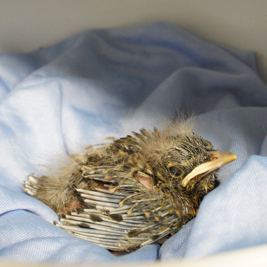 Baby Bird Incubator