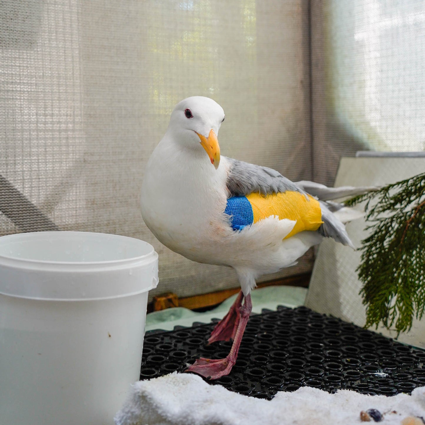 3 Days of Comfort & Pain Relief