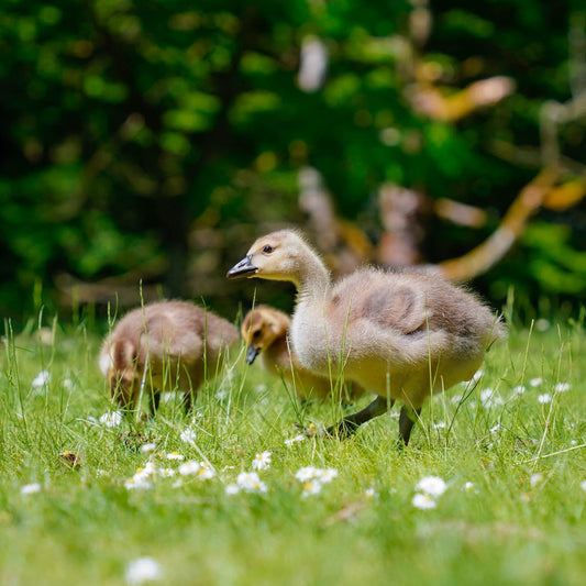 Wildlife Family Reunion Kit