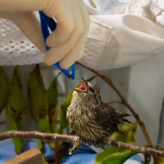 Tweezers for Feeding