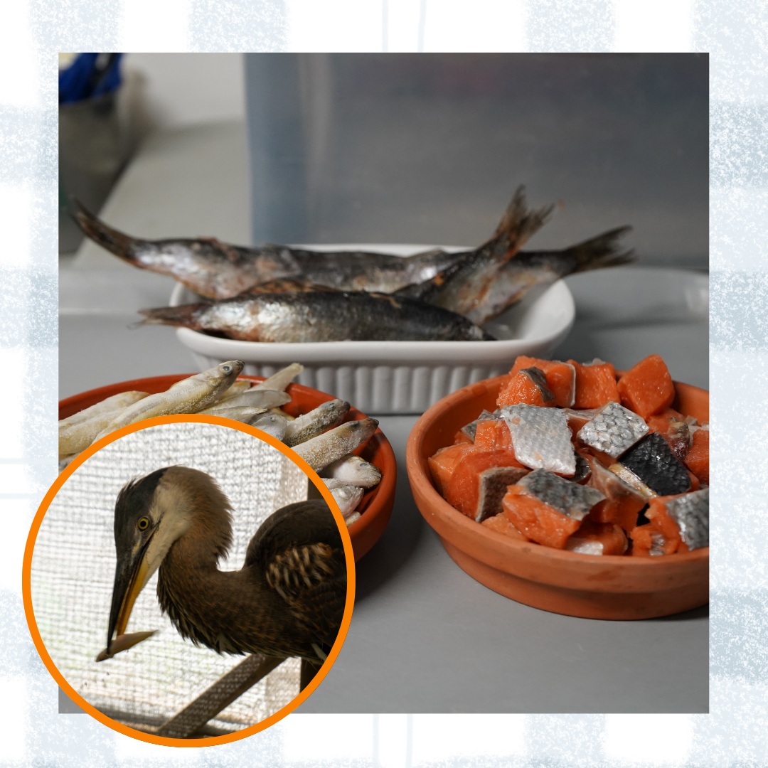 Fishy Platter