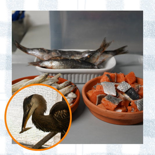 Fishy Platter