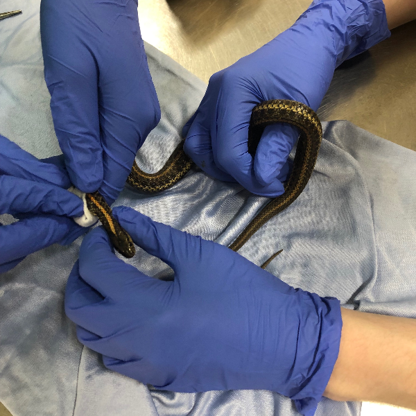 Specialized Emergency Medical Treatment