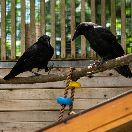 Enrichment: Bird Feeder Toy