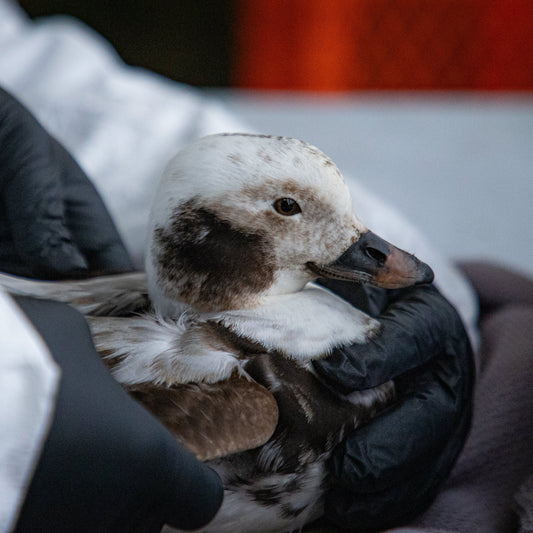 Wildlife Health Check