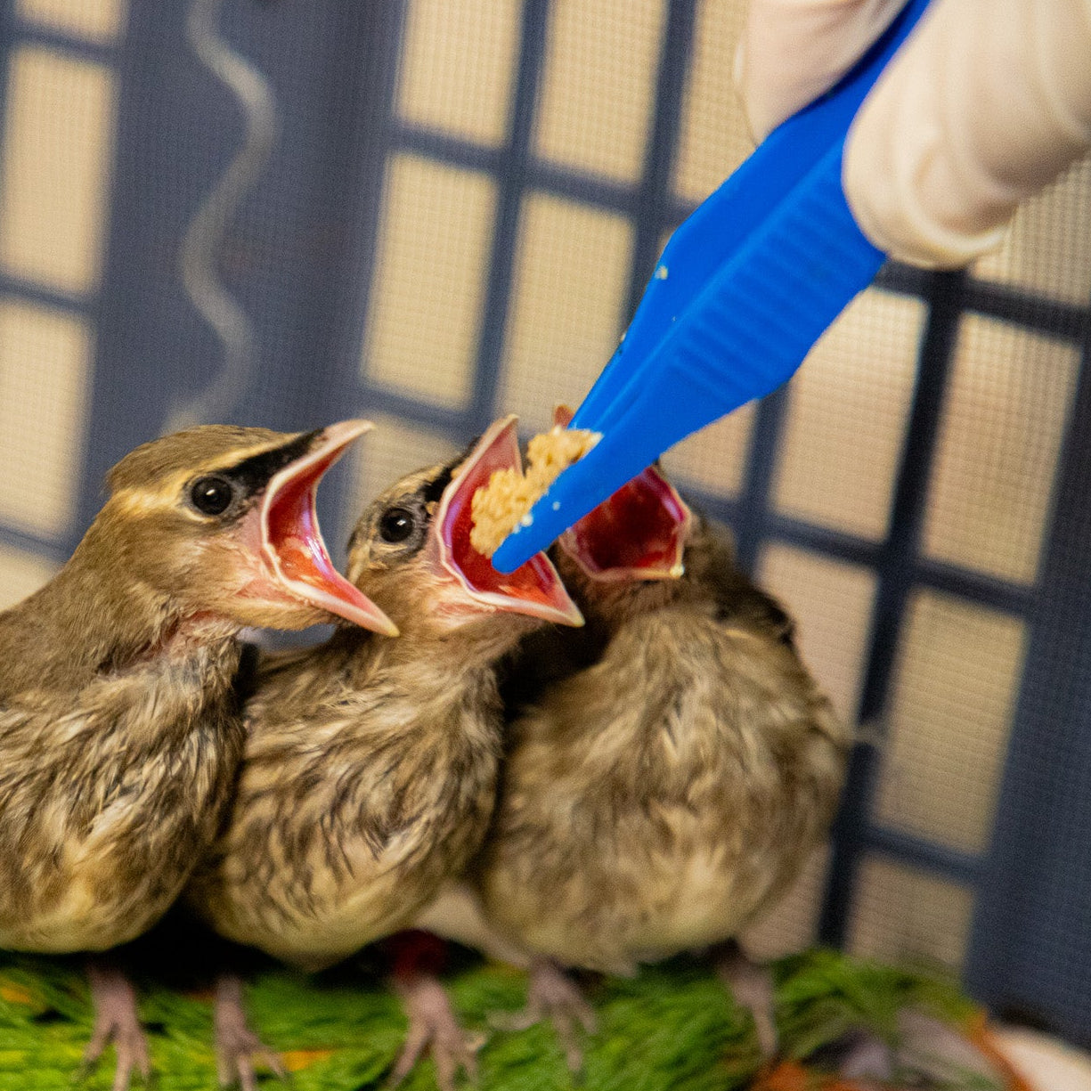 Wildlife Feeding Essentials